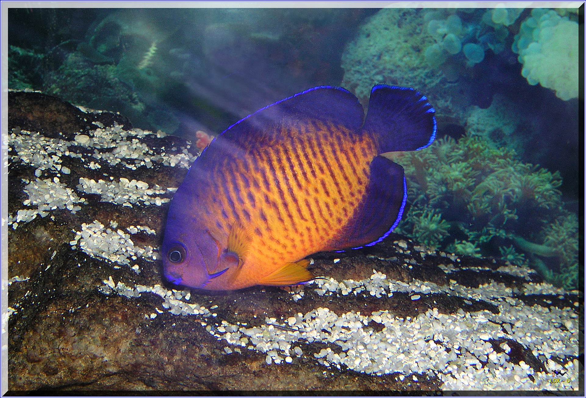 LoxPix Sub-Aqua Image