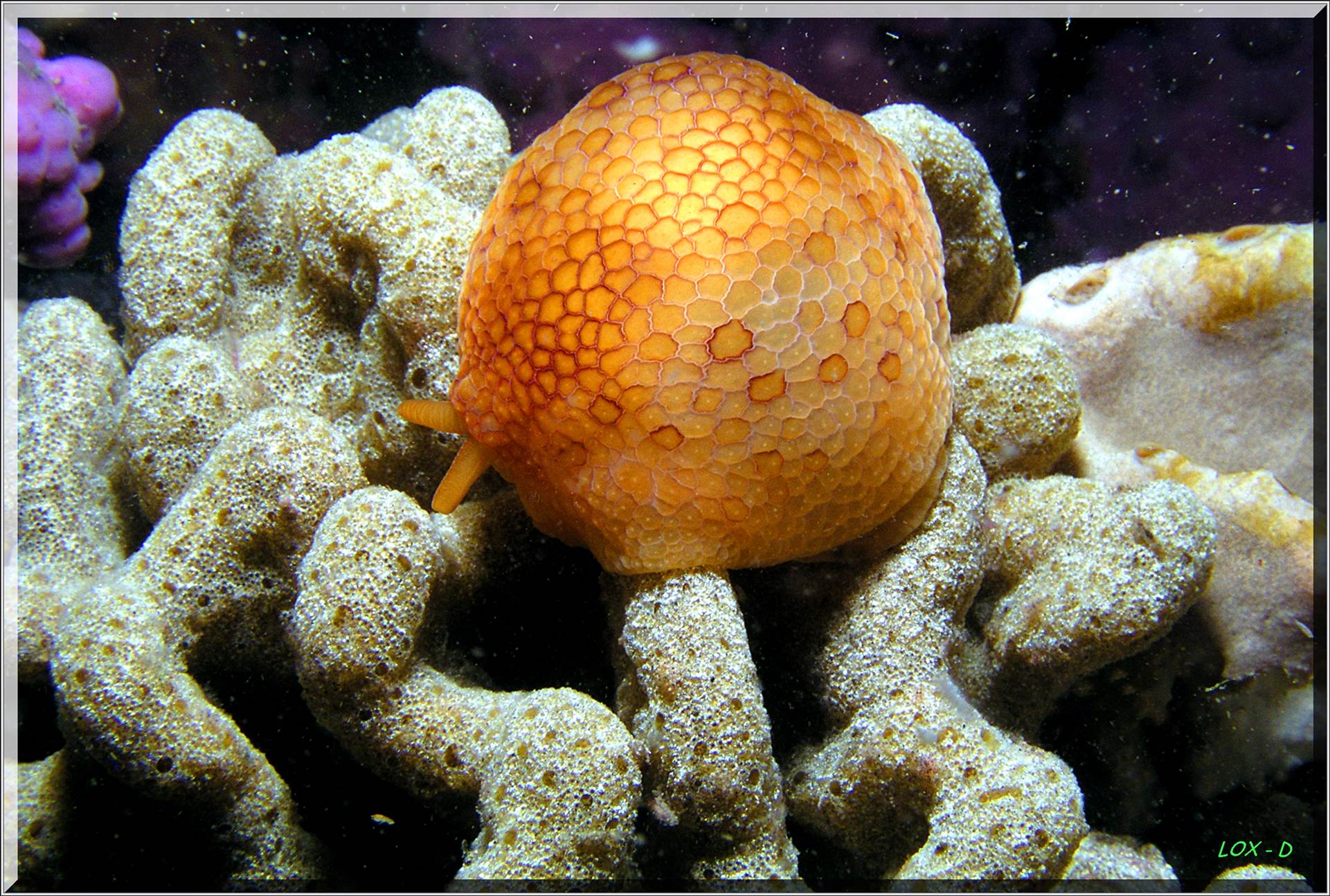 LoxPix Sub-Aqua Image