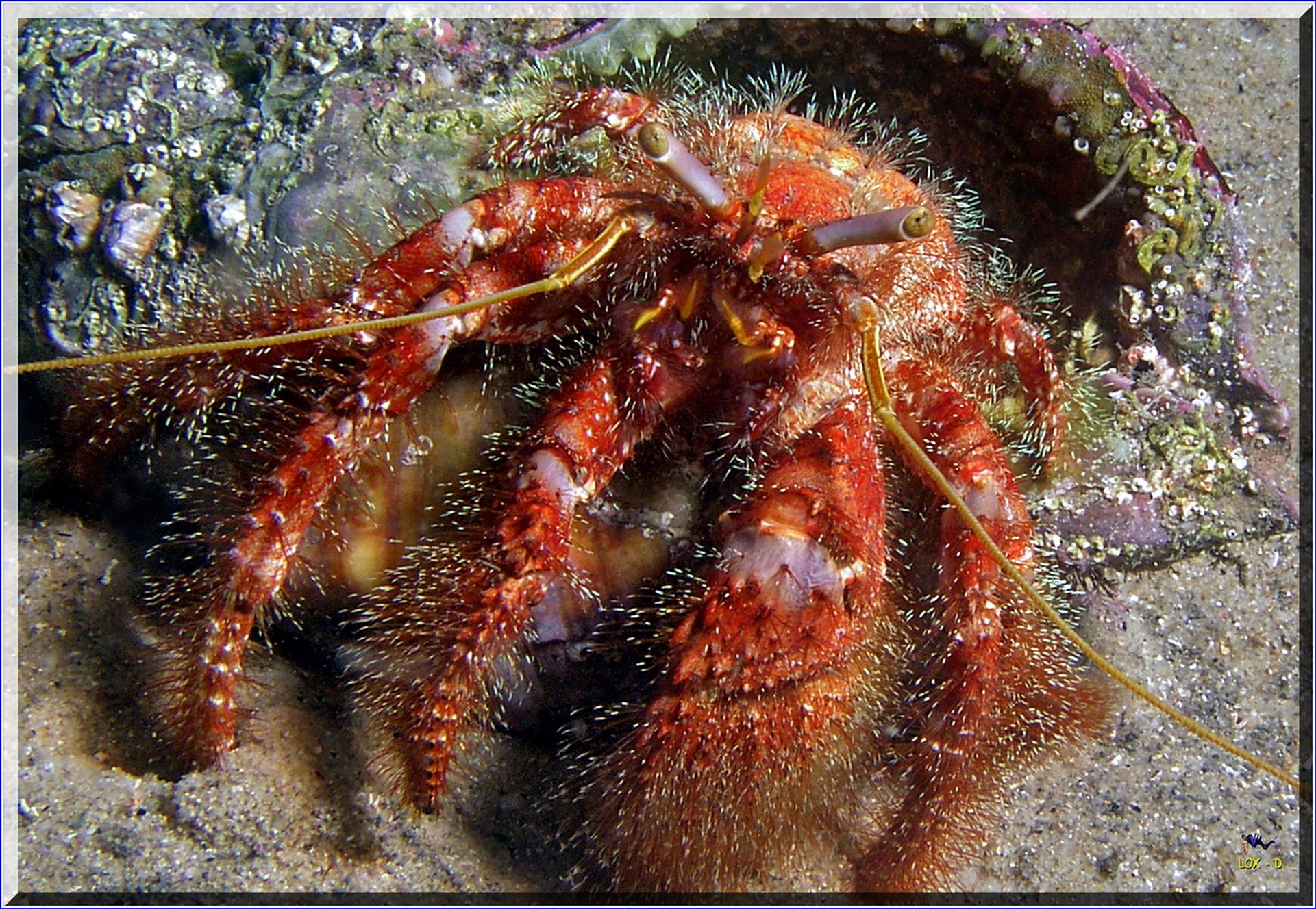 LoxPix Sub-Aqua Image