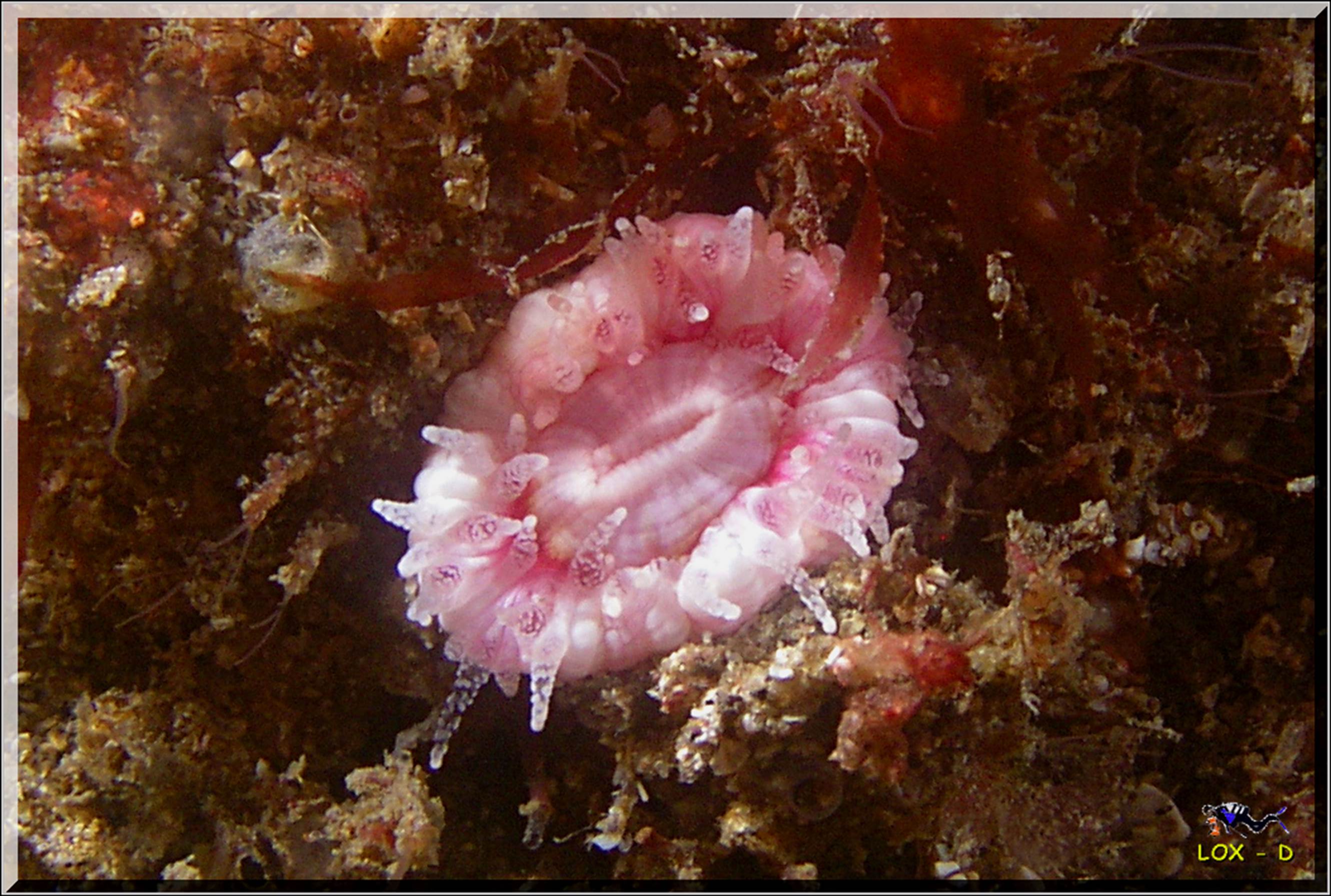 LoxPix Sub-Aqua Image