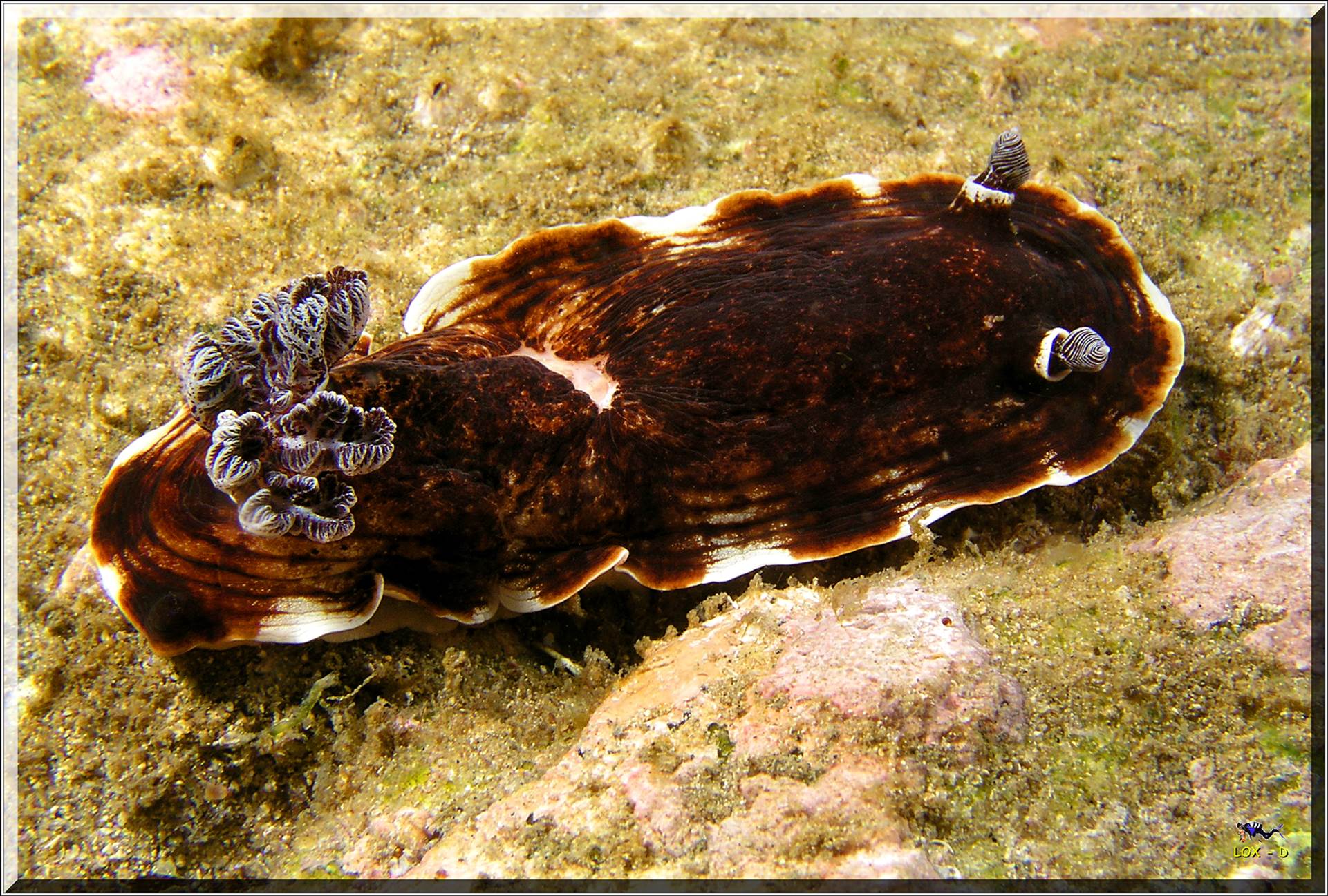 LoxPix Sub-Aqua Image