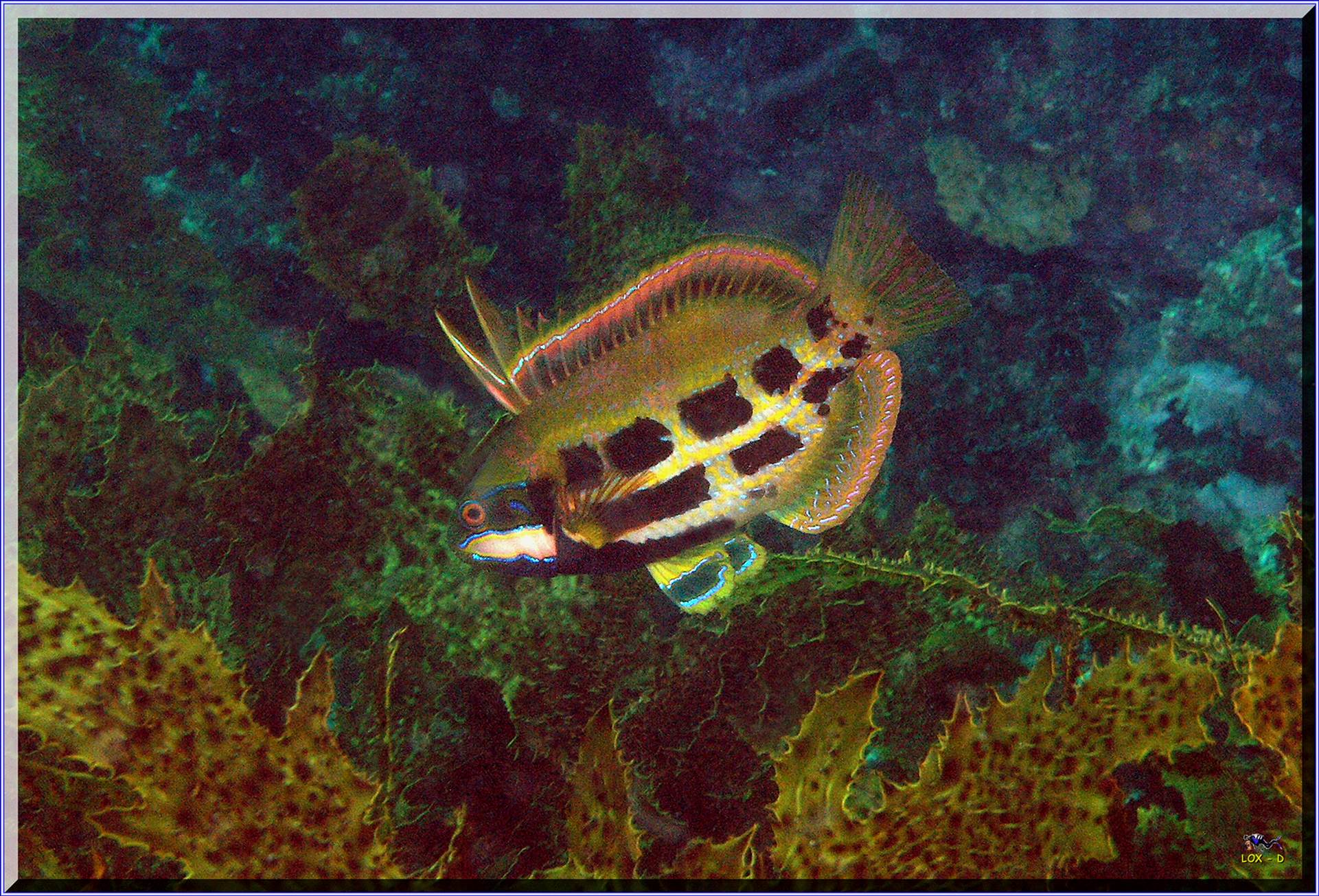 LoxPix Sub-Aqua Image