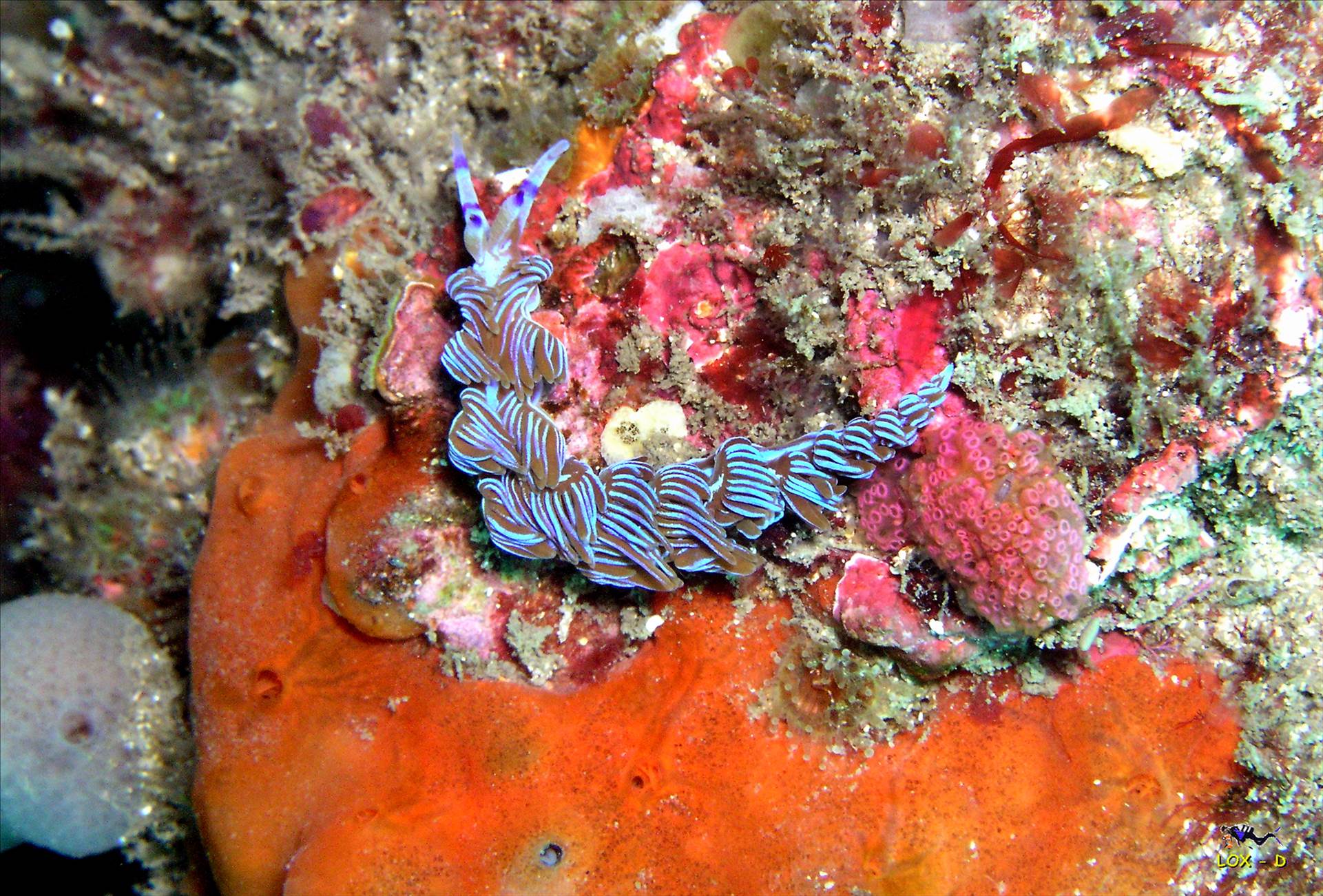 LoxPix Sub-Aqua Image