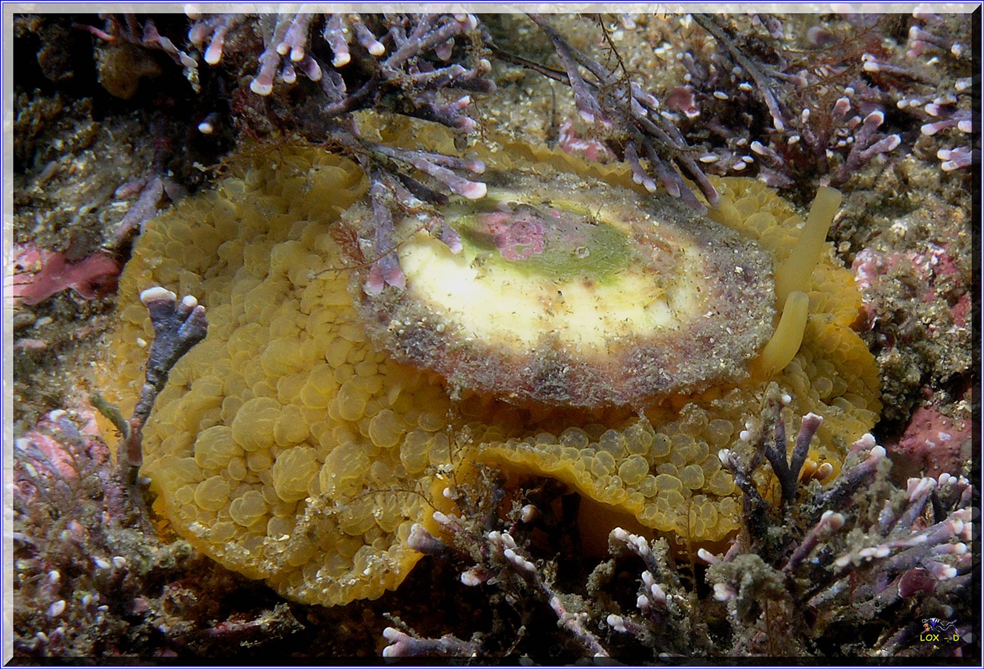 LoxPix Sub-Aqua Image