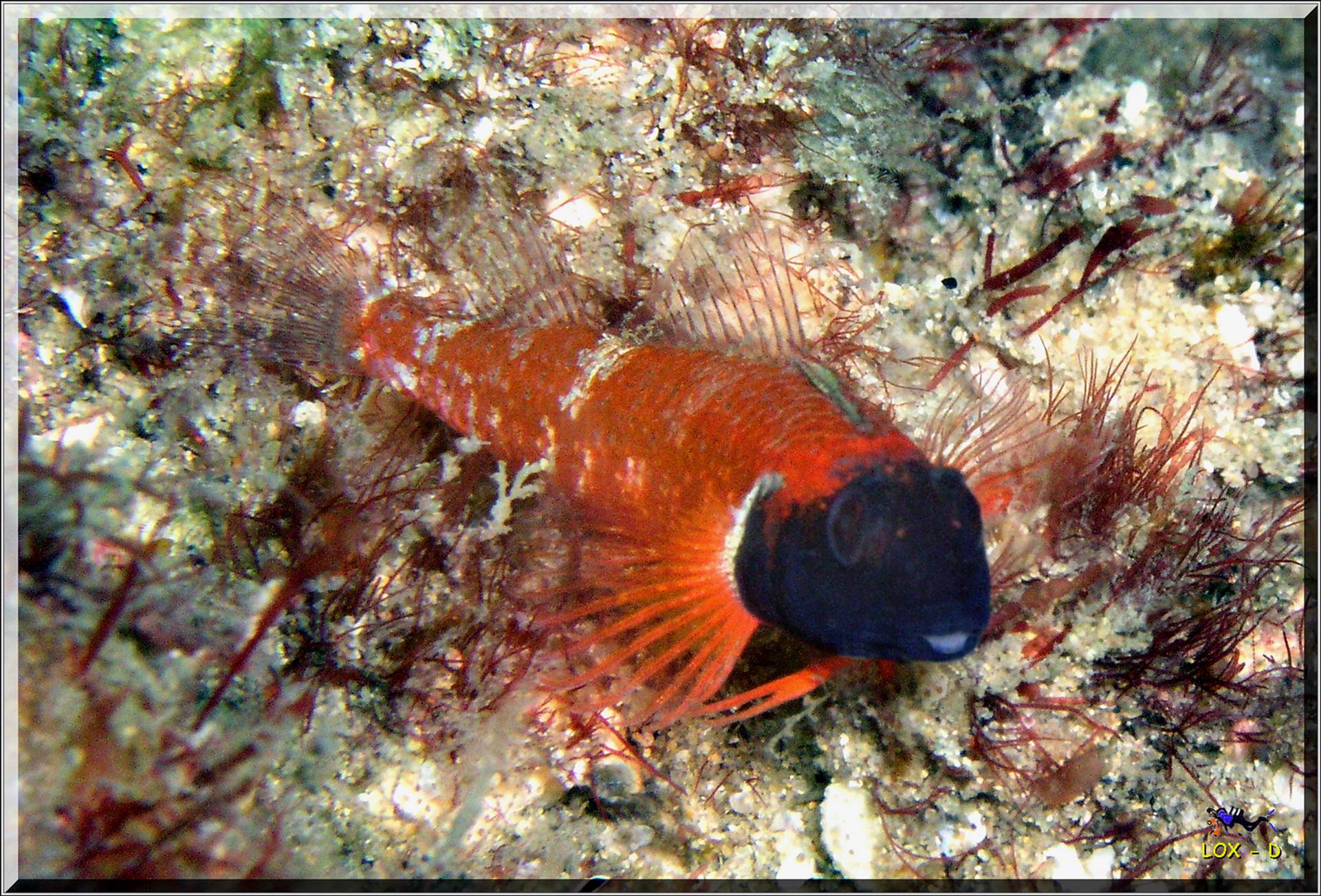 LoxPix Sub-Aqua Image