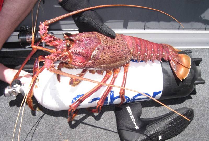 Crayfish