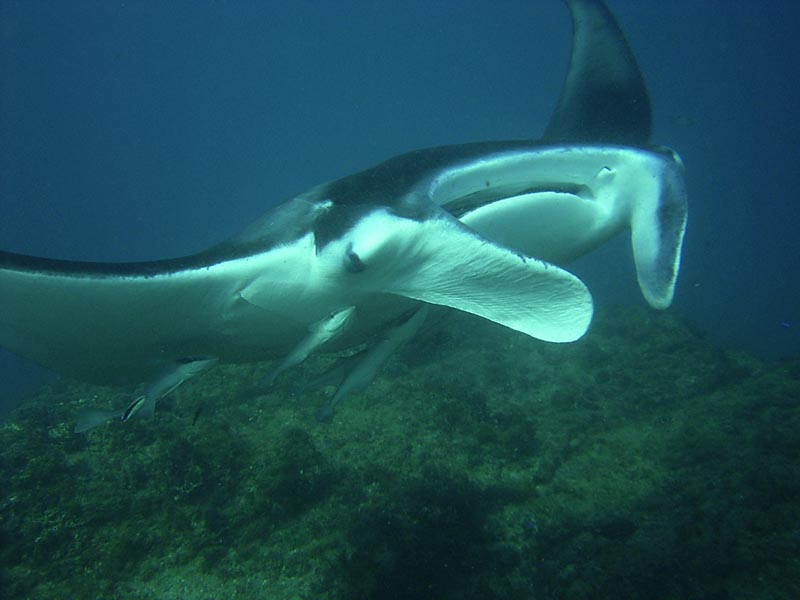 Manta Ray
