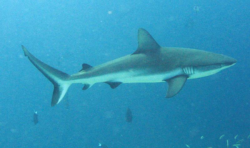 Grey Reef Shark