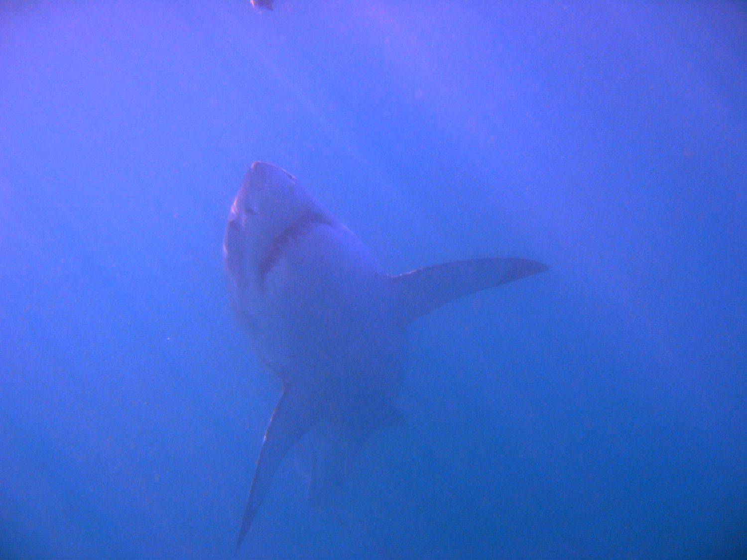 UNDER THE SURFACE
