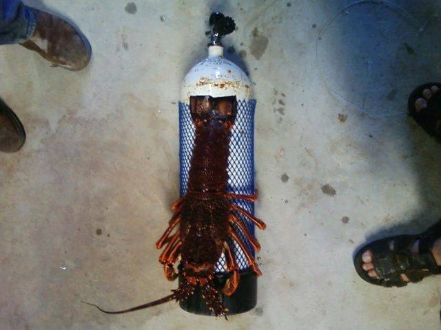 120 tank