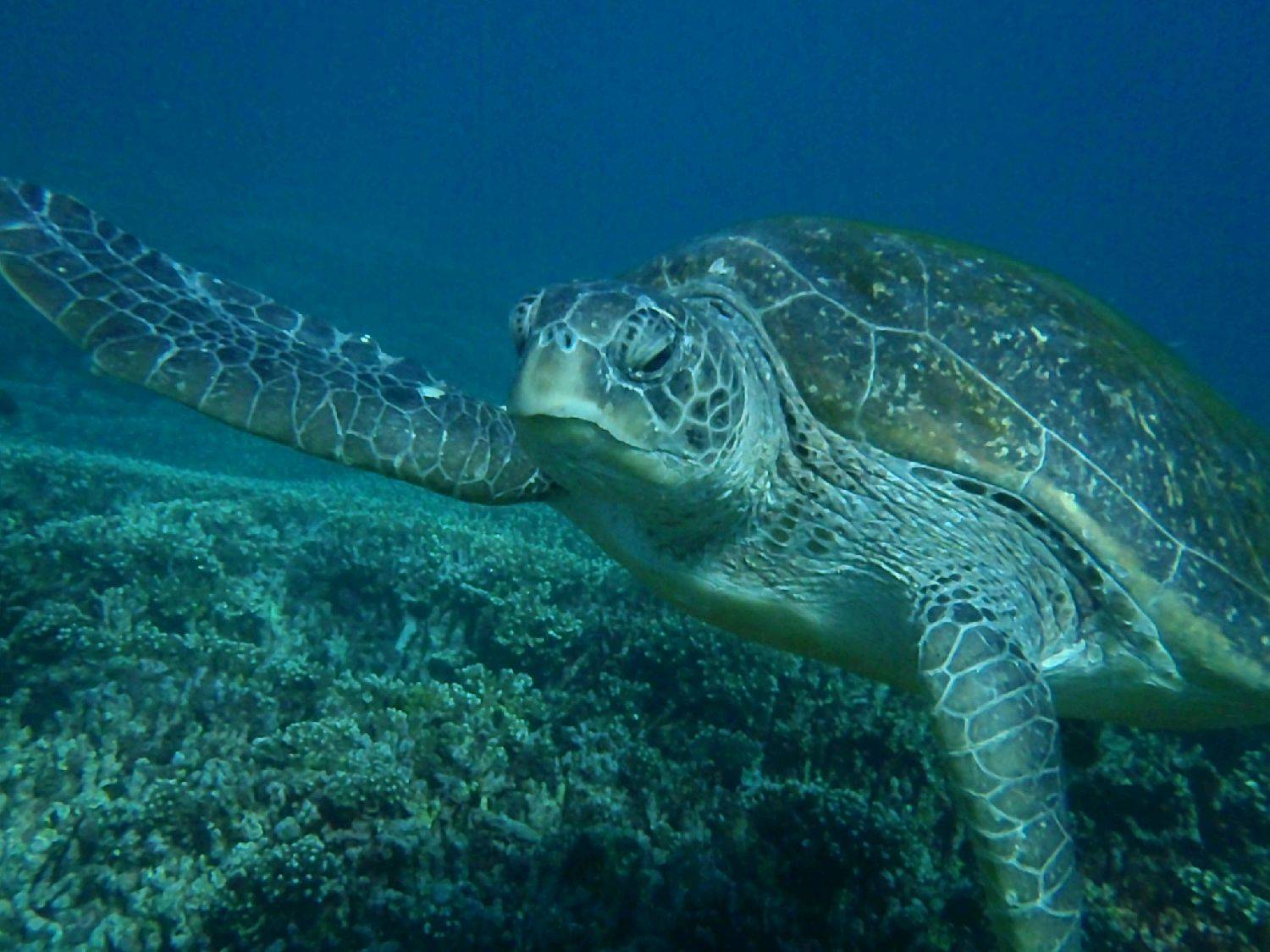 flinders reef brisbane