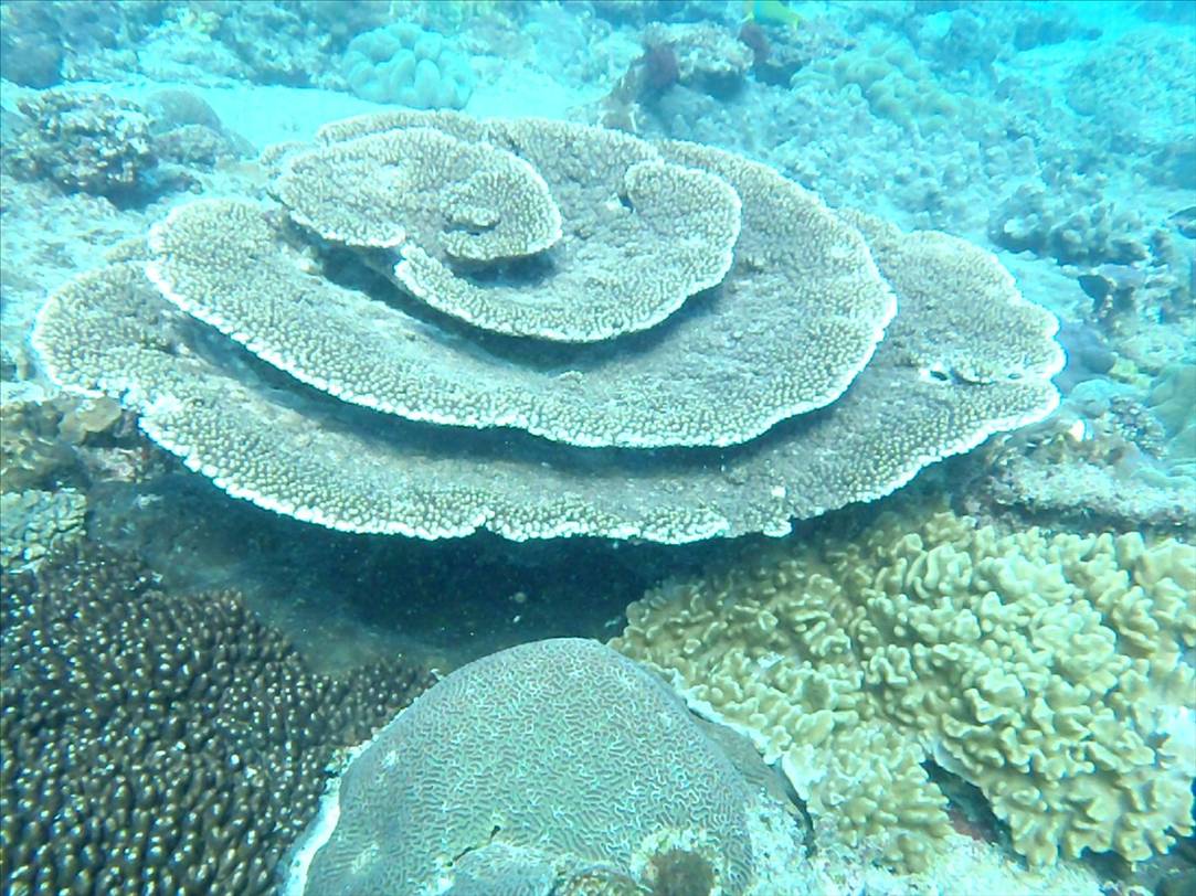 flinders reef brisbane