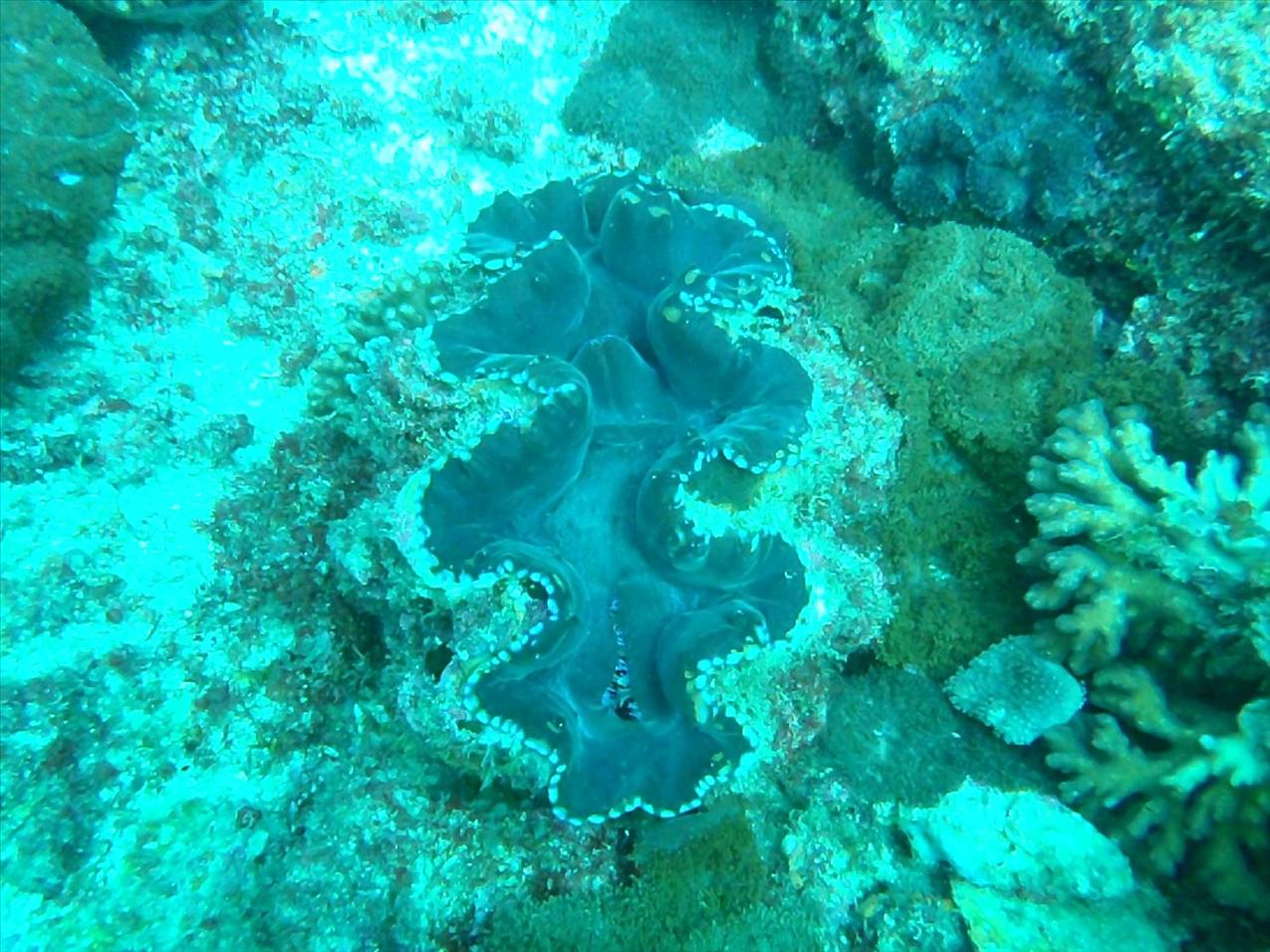 flinders reef brisbane