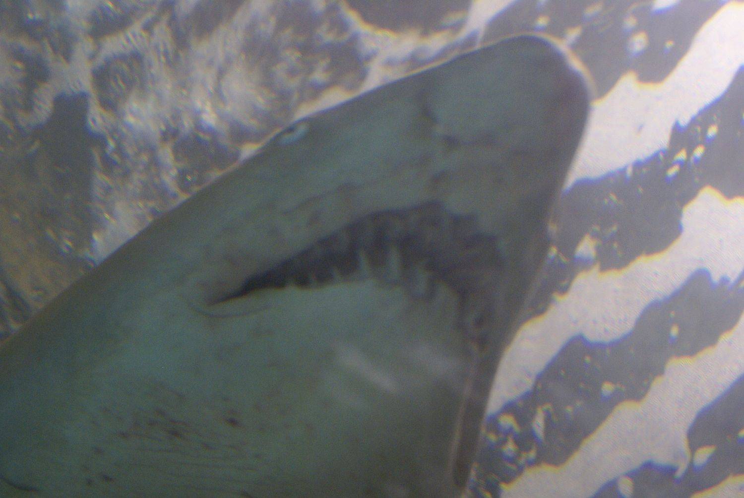 DSC00996