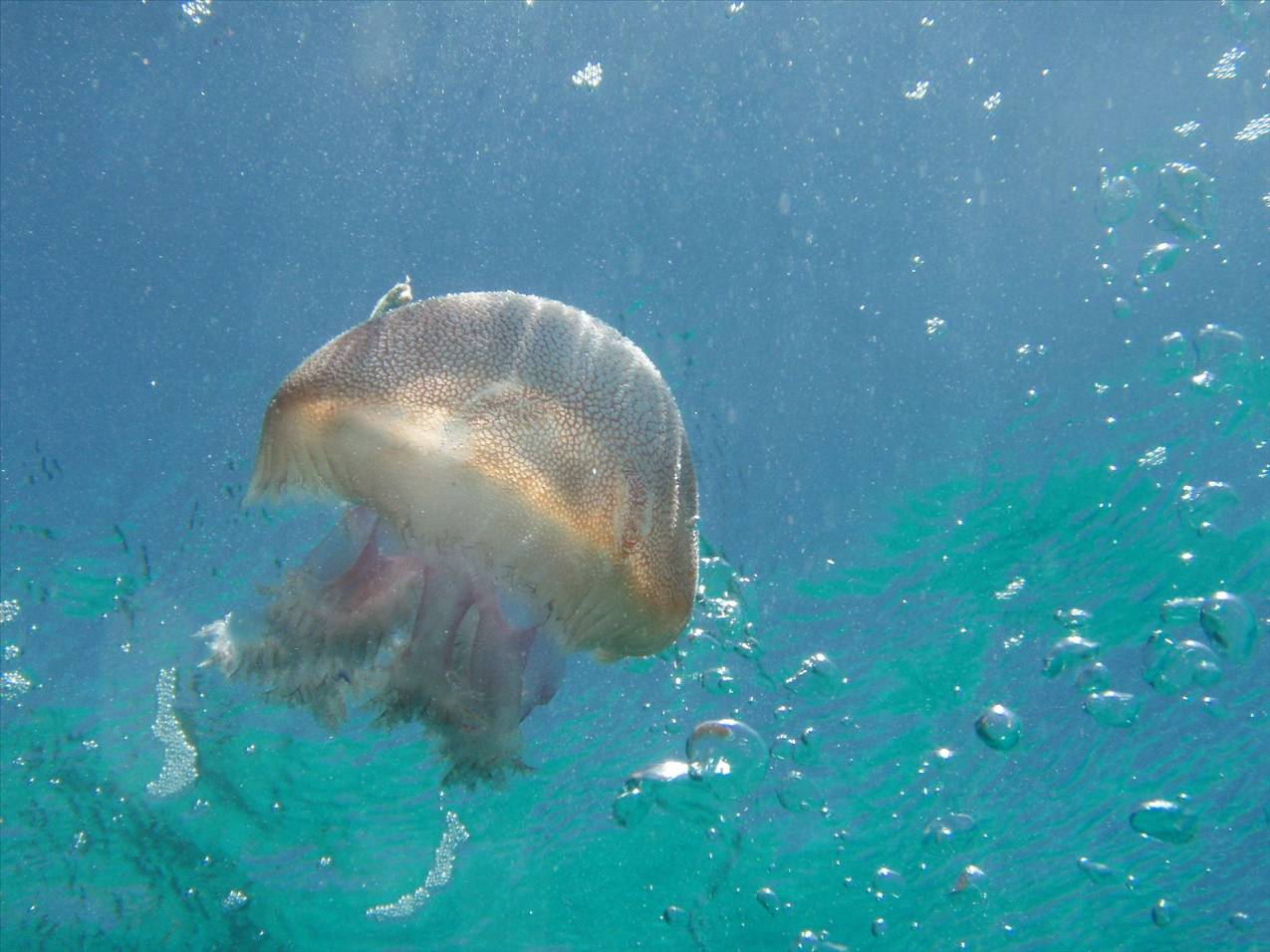 A lone jelly