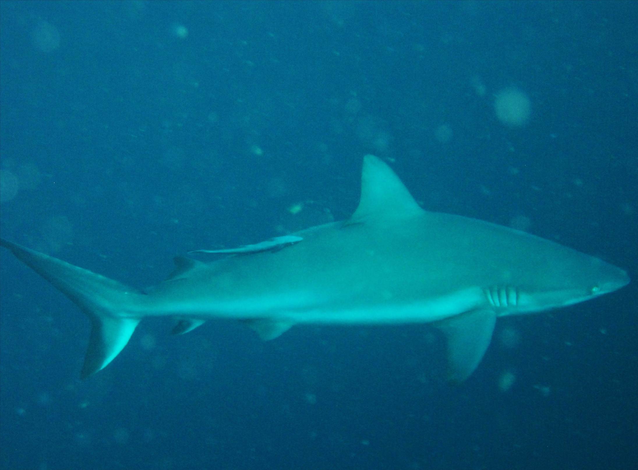 shark!!!!