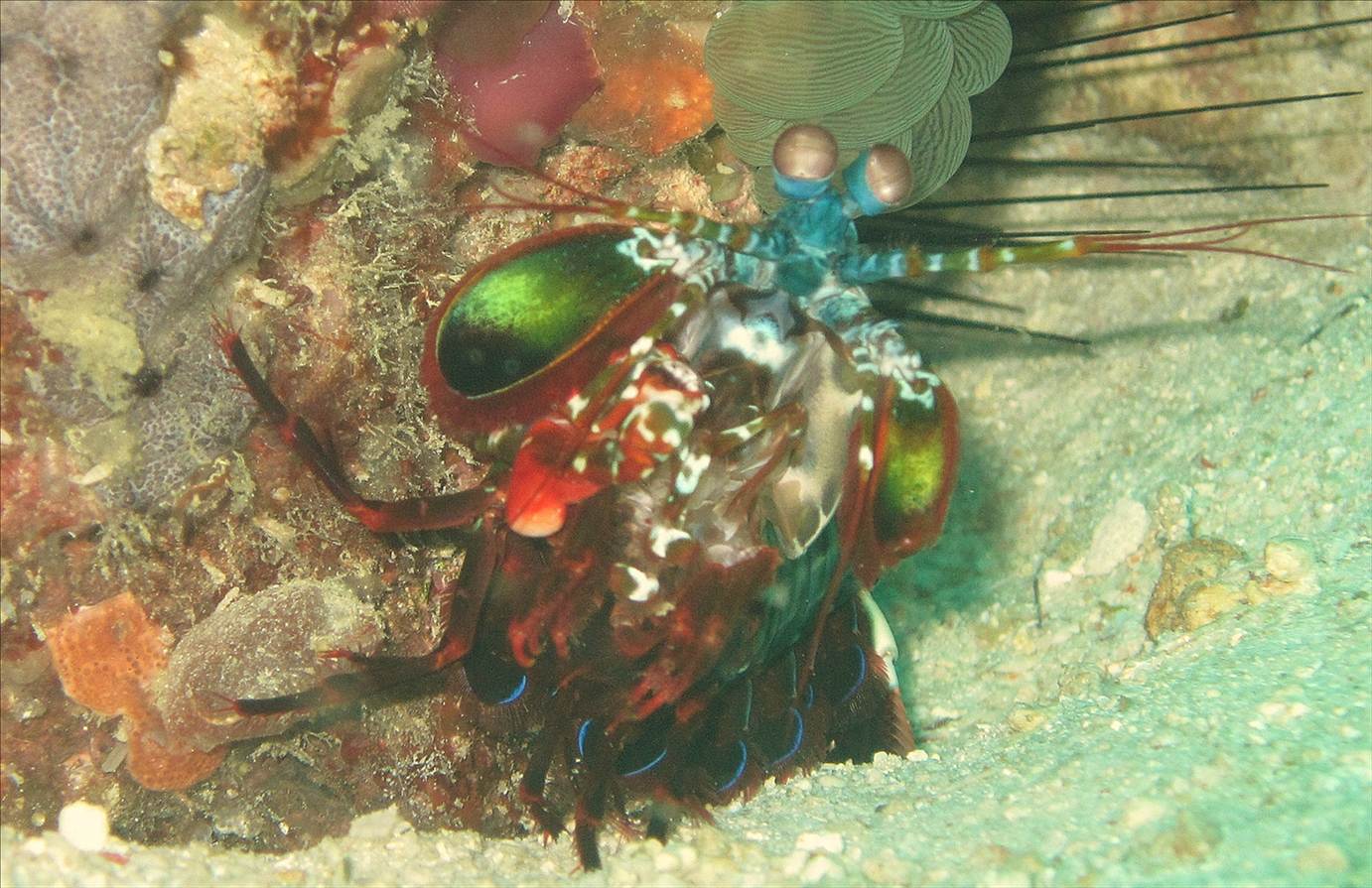 Cebbles sea lobster