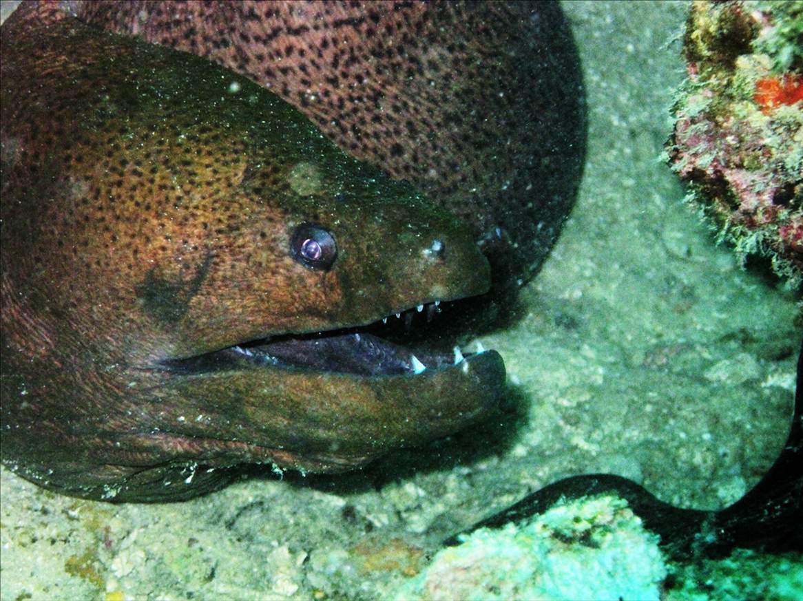 monster moray