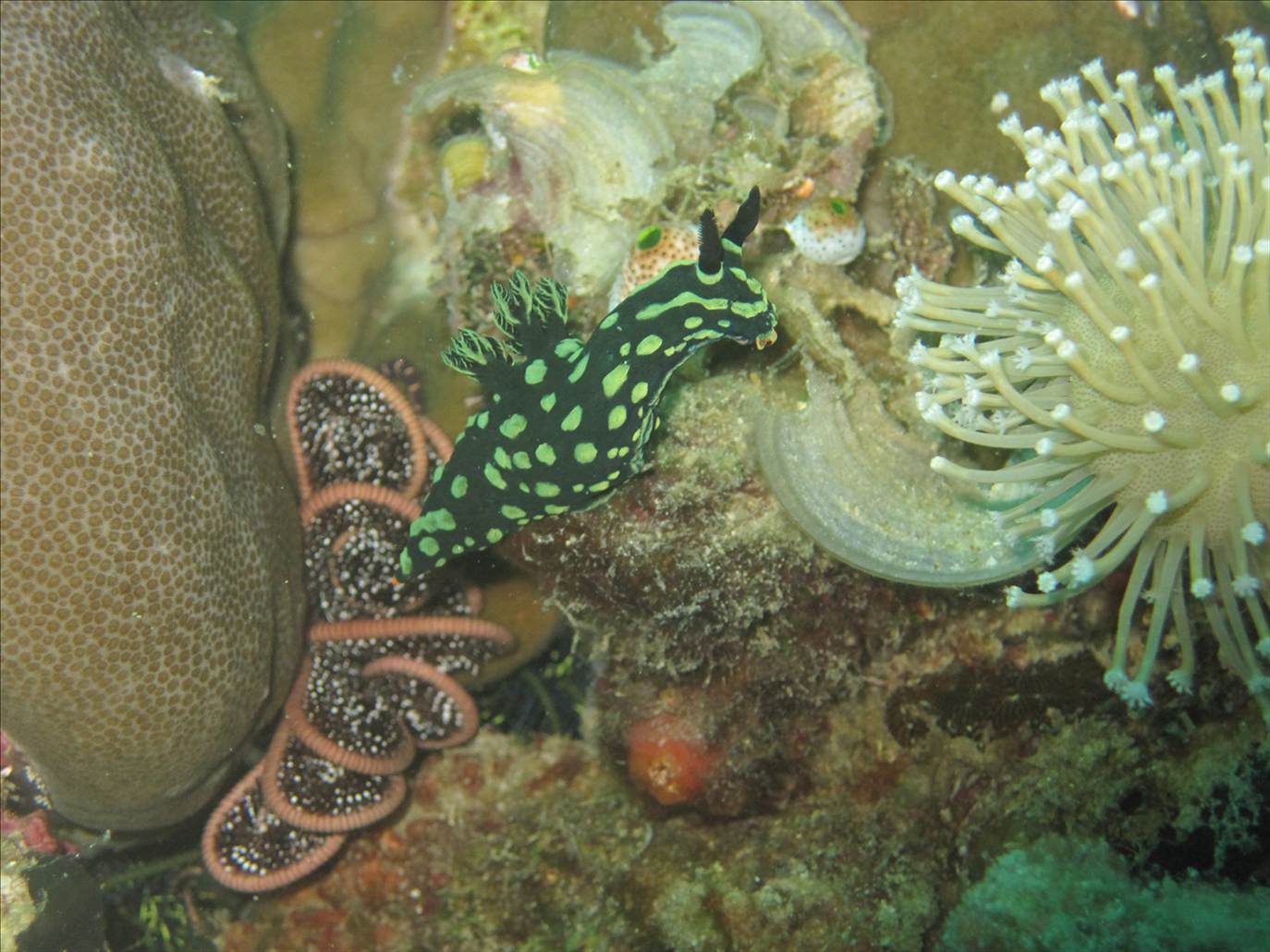 nudi