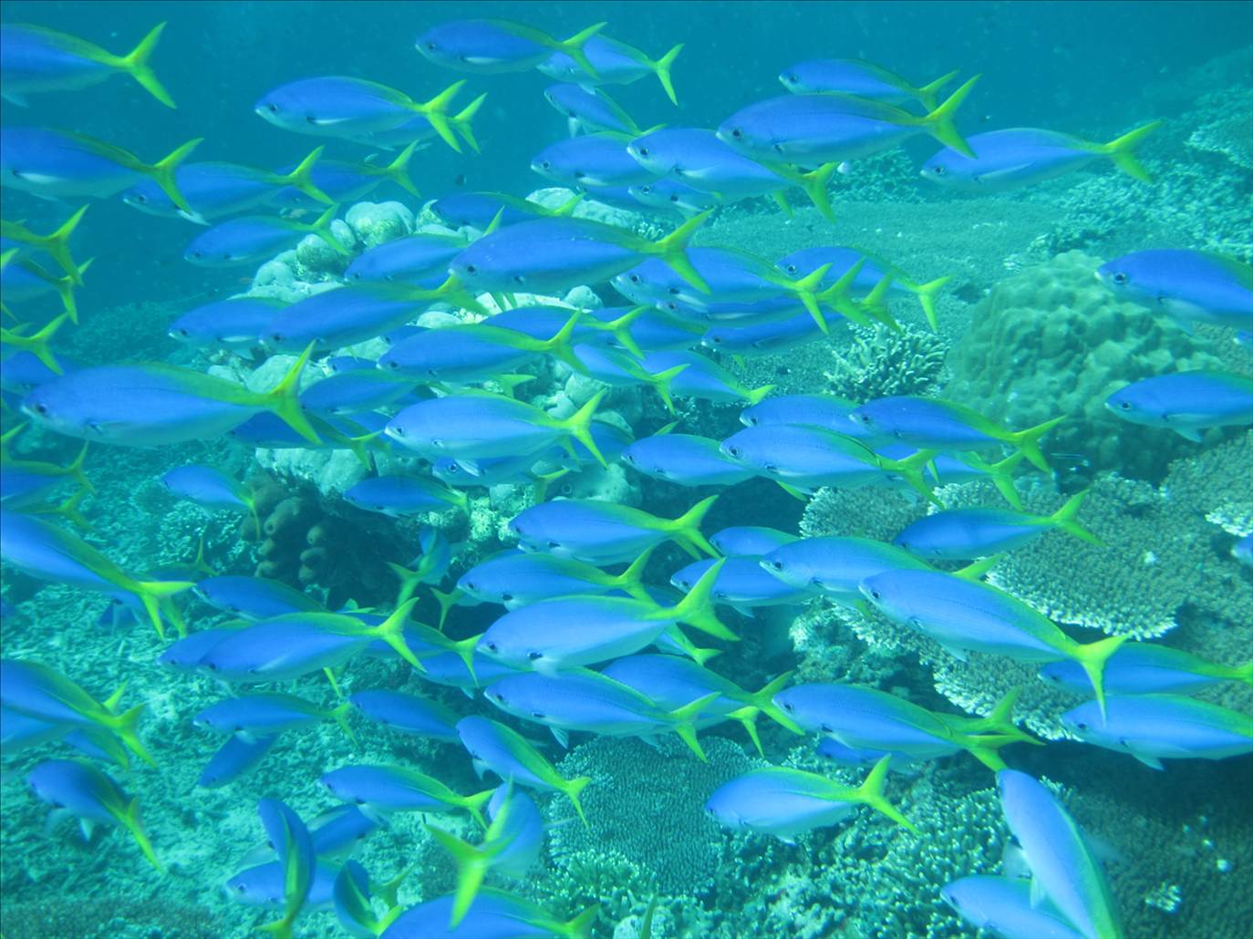 tropical fish