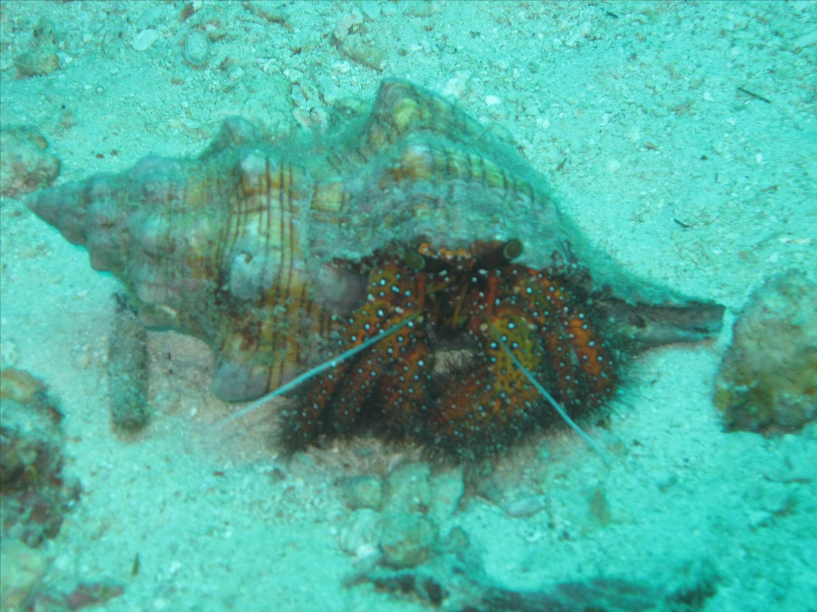 spider crab