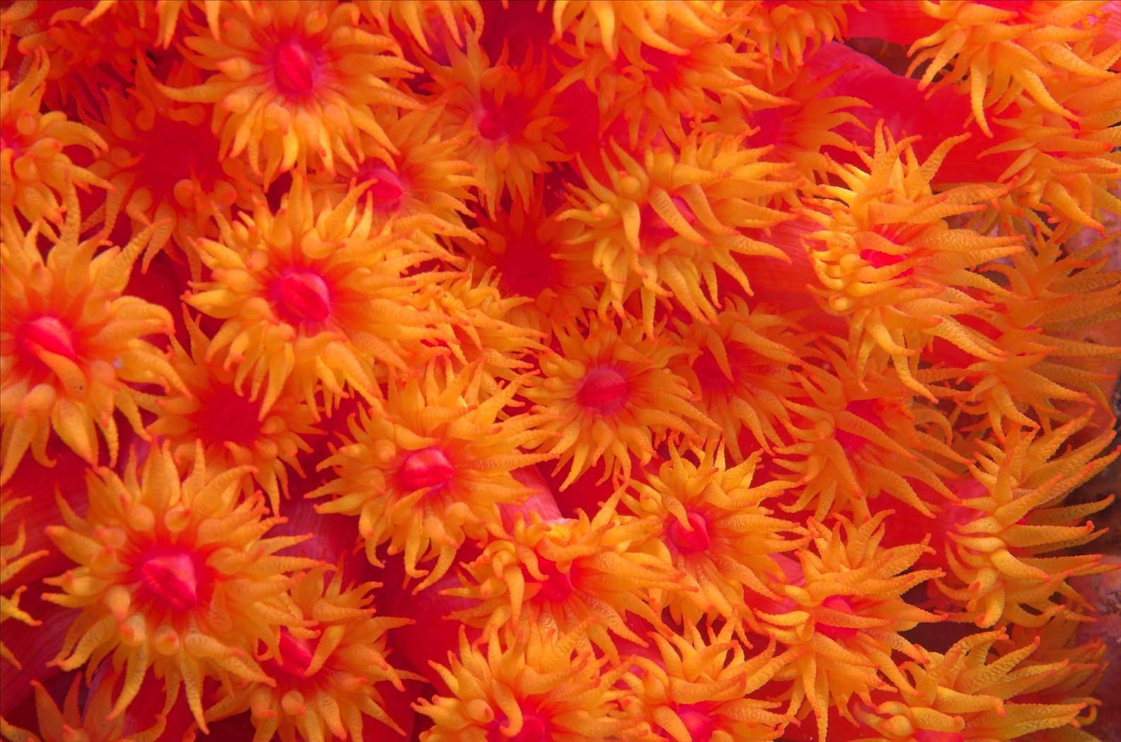 Coral