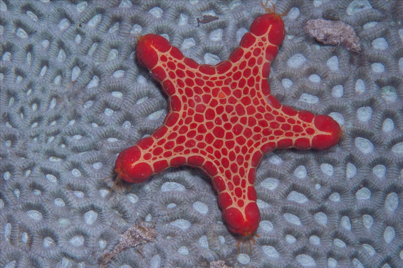 Star