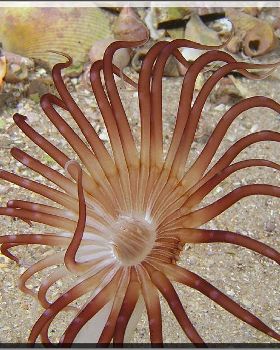 Anenome in Botany Bay