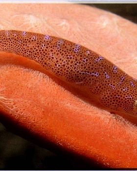 Clingfish at Bare Island