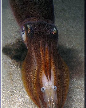 Squid eating Shrimp at Bare Island