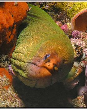 Green Moray at Oak Park