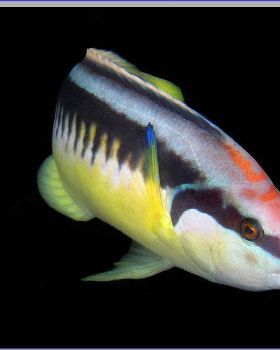 Wrasse at  South Maroubra