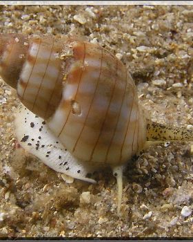 Snail at Oak Park