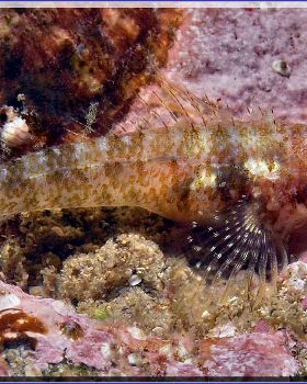 Common Threefin at Bare Island