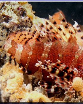 Dwarf Lionfish at Shiprock