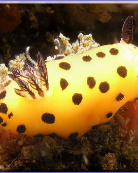 09104 Nudi at Kurnell
