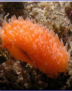 15104 Nudi at Kurnell