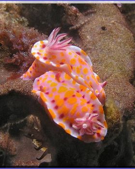 16104 Nudis at Kurnell