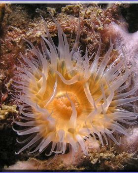 17104 Anenome at Kurnell