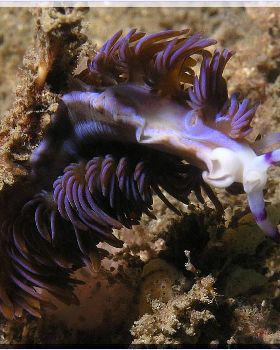 Upside Down Nudi at Kurnell