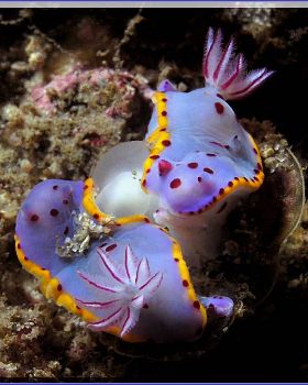 Nudi Tango at Kurnell