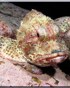 Scorpionfish at Bondi