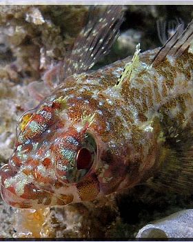 Two Spot Goby at Oak Park