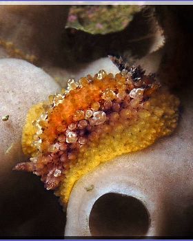 Westside Nudi at Bare Island
