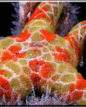 Seastar at Long Bay