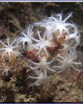 Macro at Kurnell