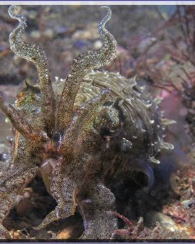 Closer Scorpionfish at Bare Island