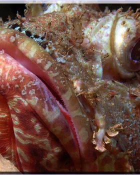 Closer Scorpionfish at Bare Island