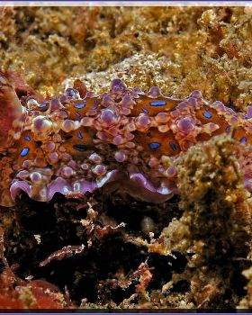 Blue spotted Nudi at Kurnell