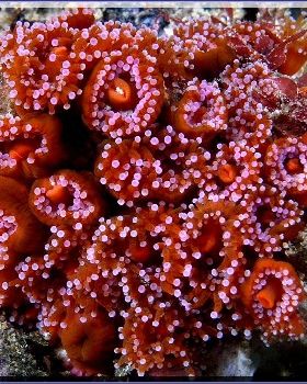 Anenome at Bare Island
